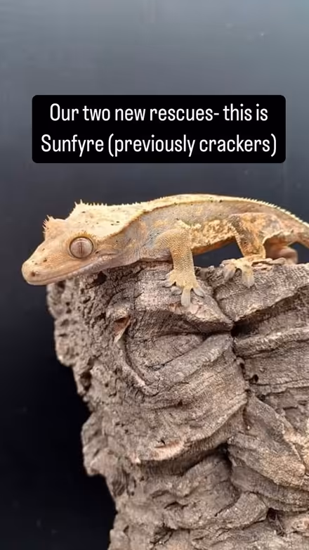 Photo of Decor for Reptiles (CT2) #3