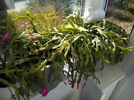 Photo of free Christmas Cactus (Northop Hall CH7) #1