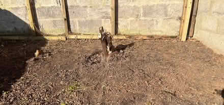 Photo of free Soil (Gosport PO12) #1