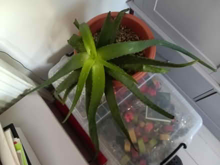 Photo of free ALOE VERA No1 (Northop Hall CH7) #1