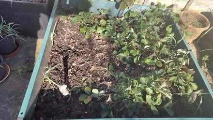 Photo of free DYO Strawberry plants (Slinfold RH13) #1
