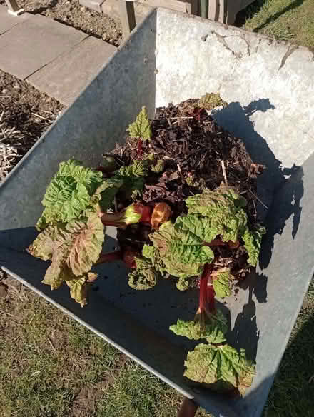 Photo of free Rhubarb crown (Lower Earley RG6) #2
