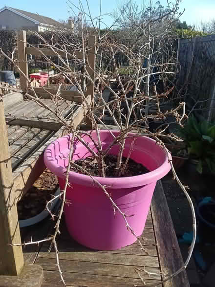 Photo of free gooseberry bush (Northop Hall CH7) #1