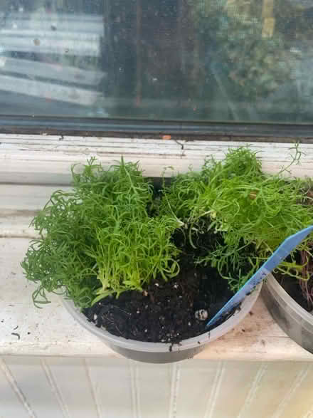 Photo of free Chamomile seedlings (69th Ave btw 60th Ln & 60th st) #1