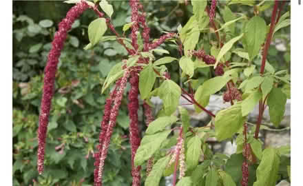 Photo of free Amaranthus seedlings (69th Ave btw 60th Ln & 60th st) #2