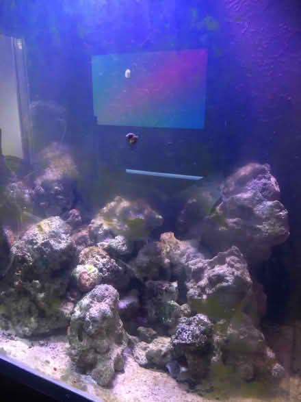 Photo of free cube marine fish tank complete 27” (Overton RG25) #3