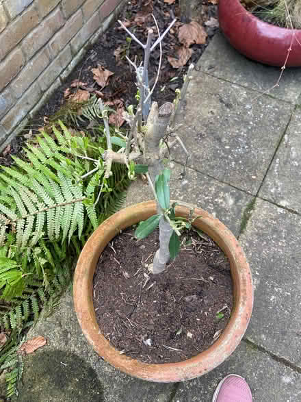Photo of free Terracotta pot with olive tree (Teddington TW1) #4