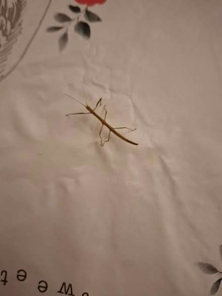 Photo of free Stick insects (Lye Valley OX4) #1