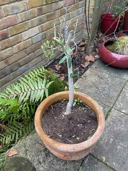 Photo of free Terracotta pot with olive tree (Teddington TW1) #1