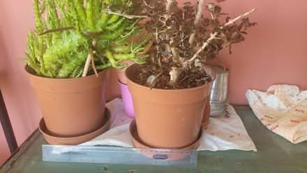 Photo of free Plants (Bow E3) #1