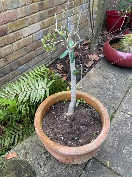 Photo of free Terracotta pot with olive tree (Teddington TW1) #2