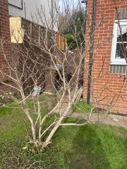 Photo of free Magnolia tree (At albans) #1