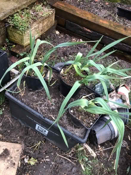 Photo of free Giant garlic (South Malling BN7) #1