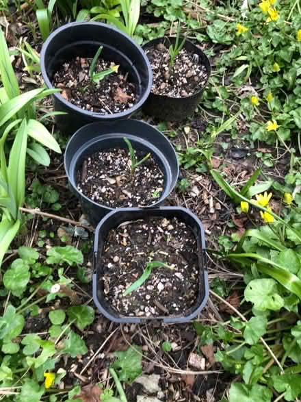Photo of free Garlic (South Malling BN7) #1