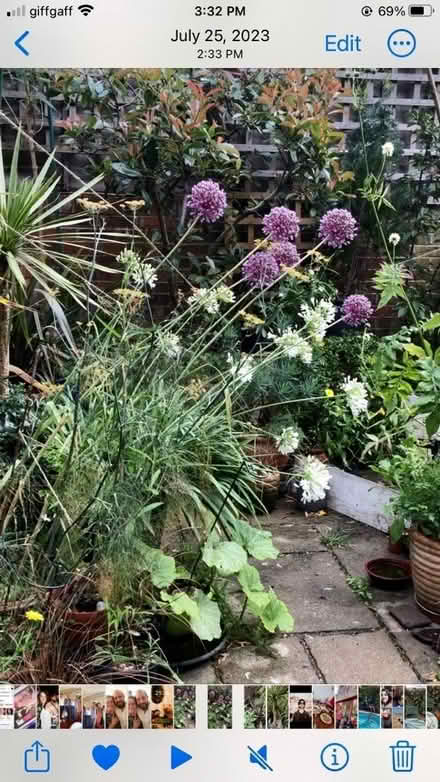 Photo of free Giant garlic (South Malling BN7) #2