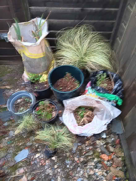 Photo of free Perennial garden plants & grass (Liskeard PL14) #1