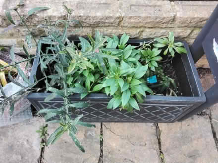 Photo of free Plant seedlings/rooted cuttings (Stratford E15 4) #3
