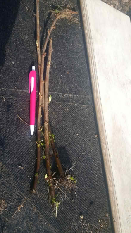 Photo of free 6 rooted josterberry plants (New Greens AL3) #1