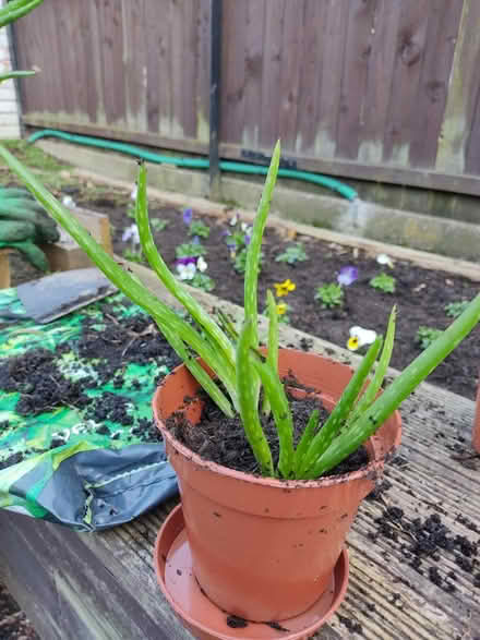 Photo of free Aloe Vera plants (3) (Herdings, S14) #2