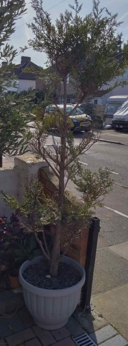 Photo of free Cypress Connifer Tree in Pot (TW2 Whitton) #1