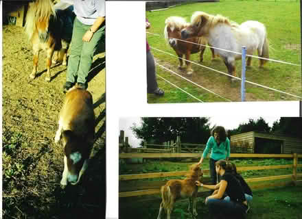 Photo of free Horse manure well rotted (Littleworth OX33) #1