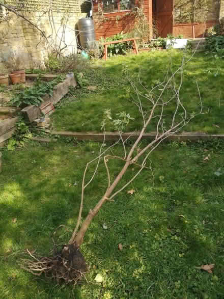Photo of free Elder Bush (N5) #1