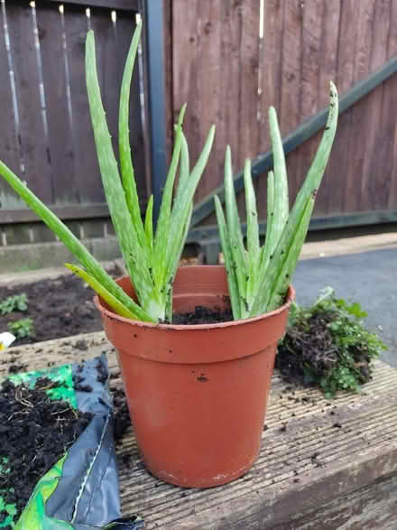 Photo of free Aloe Vera plants (3) (Herdings, S14) #1