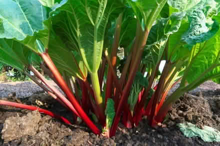 Photo of Rhubarb (OX3 8JB) #1