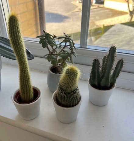 Photo of free 3 cacti and 1 plant in white pots (Hammerfield HP1) #1