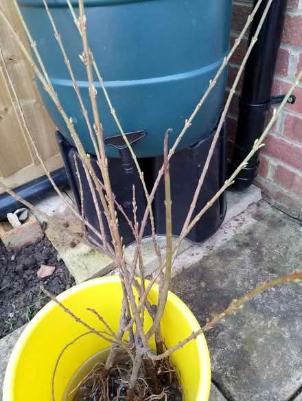 Photo of free 3 Bare root Forsythia plants (Grove OX12) #1