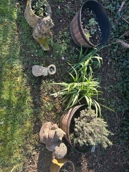 Photo of free Plants and pots (Stevenage) #4