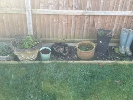 Photo of free Plants and pots (Stevenage) #2