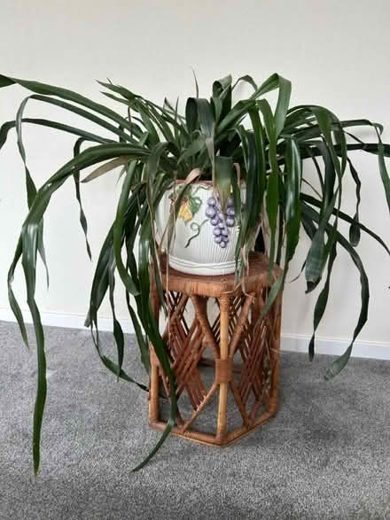Photo of free Plant (Benllech) #1