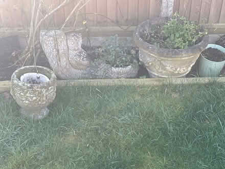 Photo of free Plants and pots (Stevenage) #1