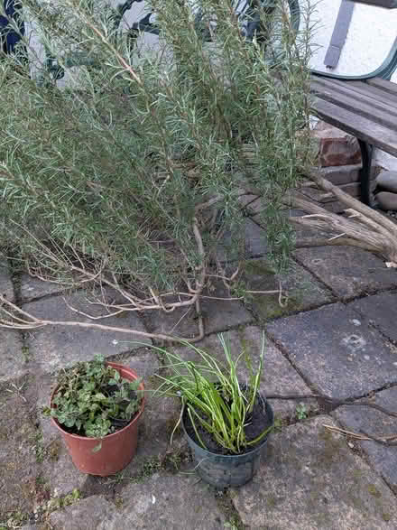 Photo of free Garden herbs (Edinburgh EH7) #1