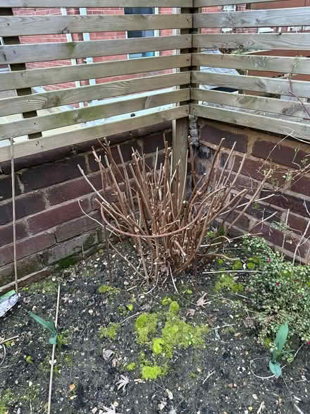 Photo of free Hydrangea “Annabelle” plants (Exeter EX2) #1