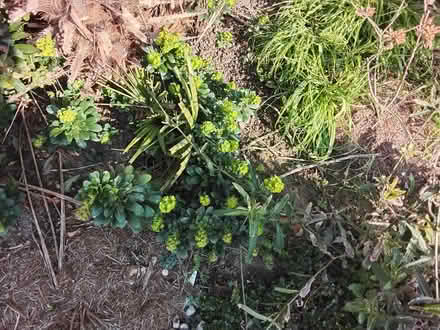 Photo of free Plant seedlings/rooted cuttings (Stratford E15 4) #2