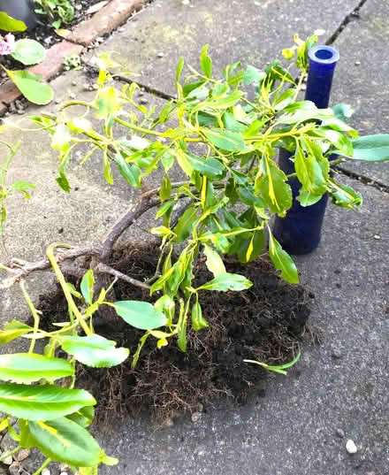 Photo of free Euonymous Shrub (Heddon on the Wall NE15) #2