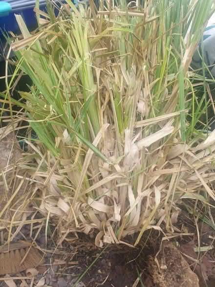 Photo of free Pampas grass (Bath BA2) #1