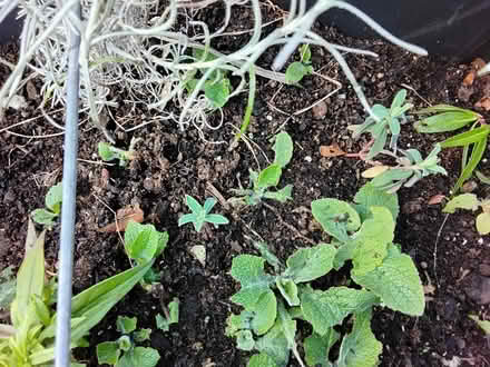 Photo of free Plant seedlings/rooted cuttings (Stratford E15 4) #4