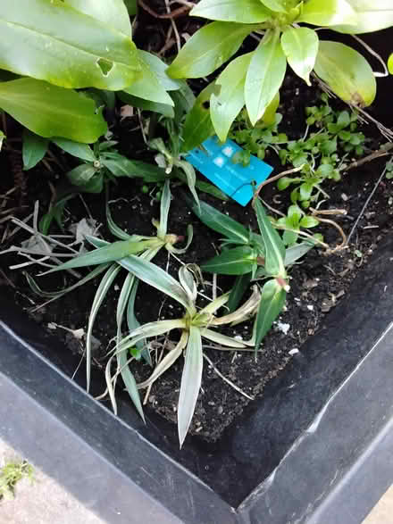Photo of free Plant seedlings/rooted cuttings (Stratford E15 4) #1