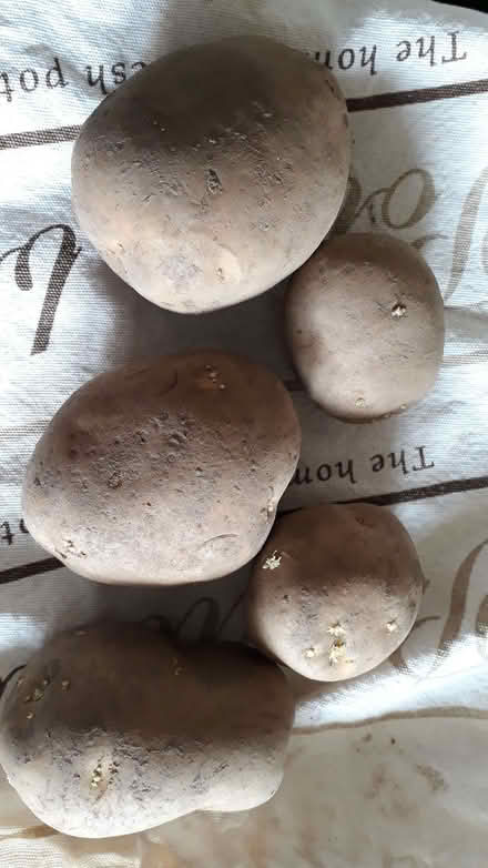 Photo of free Organic Potatoes 780g (Henbury BS10) #1