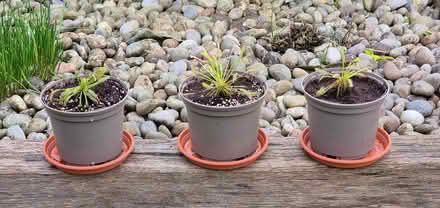 Photo of free Carniverous plants (Kingsway) #1
