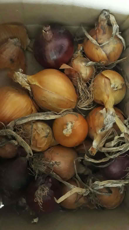 Photo of free mixture or red and white organic onions 1kg x 3 (Henbury BS10) #2