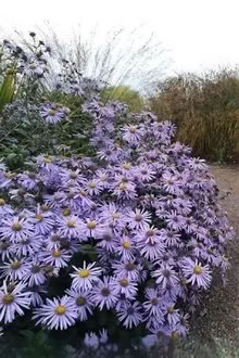 Photo of Hardy Michaelmas Daisy (Barnston CH61) #2