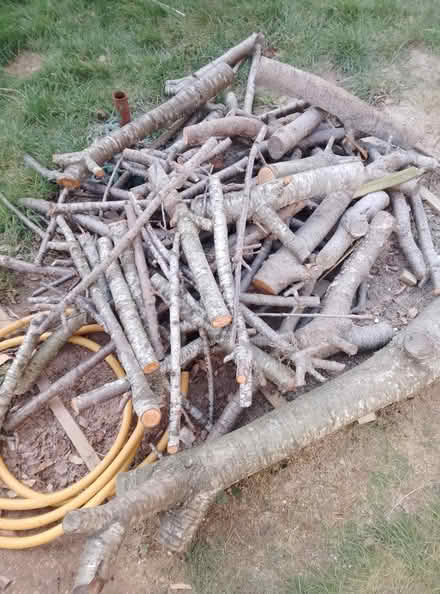 Photo of free Logs (Havant PO9) #1