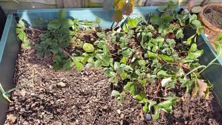 Photo of free Strawberry plants (Slinfold RH13) #1