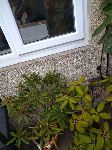 Photo of free Rhododendrons (Gosport PO12) #4