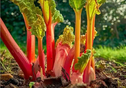 Photo of Rhubarb plants (E1 east) #1
