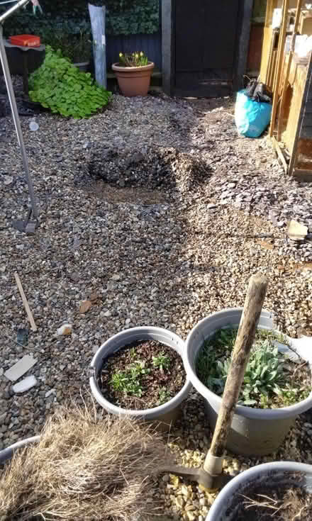 Photo of free Pea and grey Shingle (HP2 heme Hempstead) #1